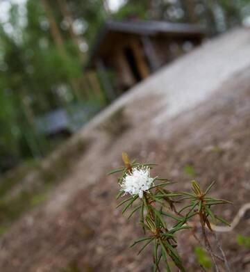 Фото Шале Pielppa Lodge г. Оривеси 1